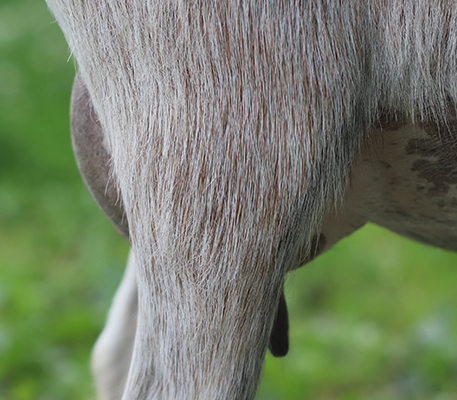 lesperance river dance